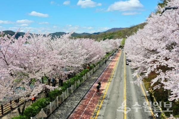 광교진입로에 벚꽃이 만개한 모습. (사진=수원시 포토뱅크)