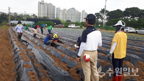 수원시 권선구 입북동 새마을협의회가 ‘사랑의 텃밭가꾸기 사업’으로 가을배추 1,000포기를 심었다.(사진=권선구청) 