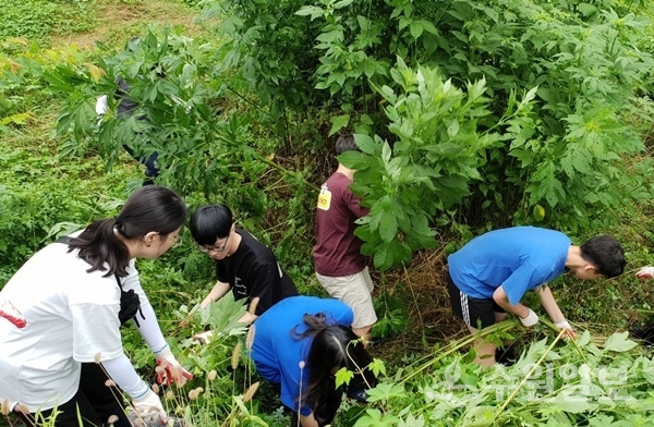 자원봉사자들이 단풍잎돼지풀을 제거하고 있다.(사진=장안구)