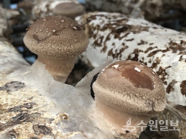 경기도농업기술원이 이천 버섯농가에서 표고 재배농가, 연구·지도기관 관계자 등이 참석한 가운데 도내 최초로 육성한 표고에 대한 농가실증 현장평가회를 최근 개최했다.(사진=경기도청)