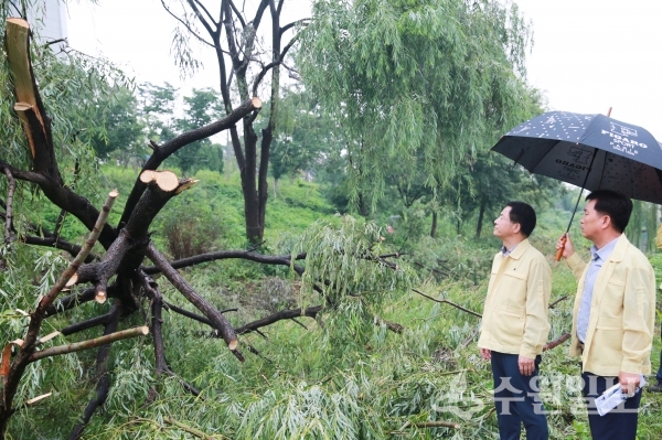 이병규(왼쪽) 장안구청장이 9일 태풍으로 쓰러진 나무를 확인하고 있다.(사진=장안구)