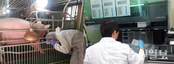 경기도가 18일 아프리카돼지열병 감염 경로 차단을 위해 대대적인 방역조치를 시행 중이다.(사진=장경희 기자)
