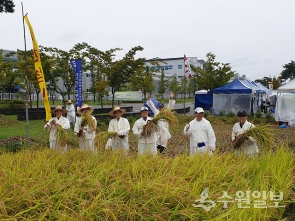 권선구 평동이 지난 22일 '옛살비 논빼미 가을걷이' 행사를 개최했다.(사진=권선구청)