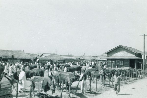 사진2. 1950년대 성안 북수동 우시장.(사진=수원박물관)