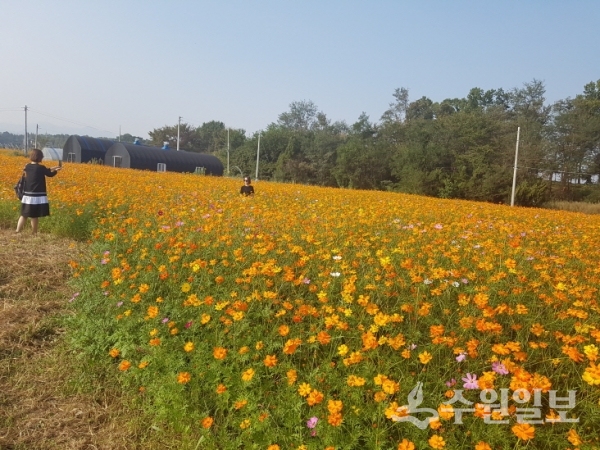 초평동에 조성된 코스모스.(사진=의왕시)