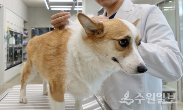 팔달구가 반려견 31일까지 무료 접종을 실시한다.(사진=팔달구)