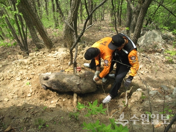 경기도가 아프리카돼지열병 확산을 막기 위해 멧돼지 총기 포획에 나섰다.(사진=경기도재난본부)