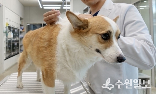 강아지가 주사를 맞고 있다.(사진=팔달구)