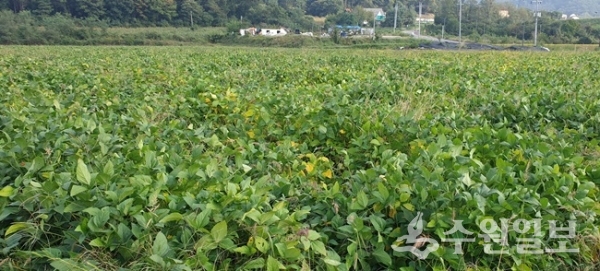 경기콩 강풍 재배단지.(사진=도농기원)
