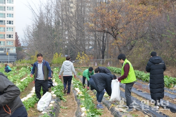 영통구 새마을단체 회원들이 김장무를 수확하고 있다.(사진=영통구)
