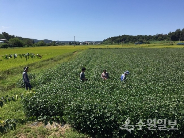 친환경 콩나물콩 재배현장.(사진=경기도)