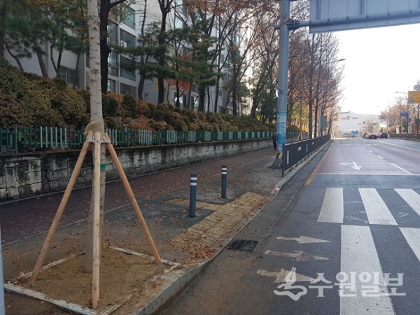 의왕시가 악취를 줄이기 위해 은행나무 암나무를 수나무로 교체했다.(사진=의왕시)