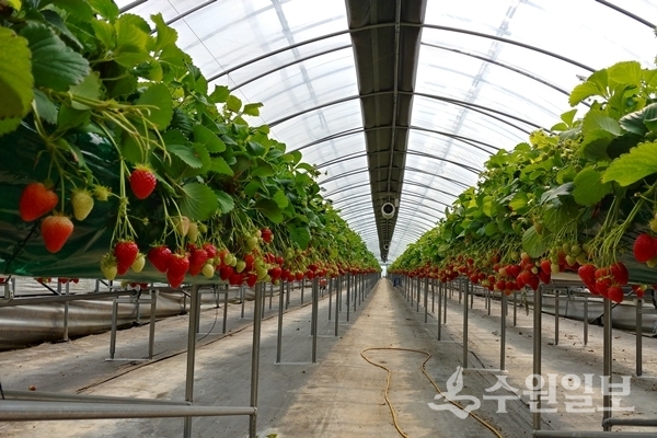 친환경 농업기술을 활용해 딸기를 재배하는 모습.(사진=수원시)