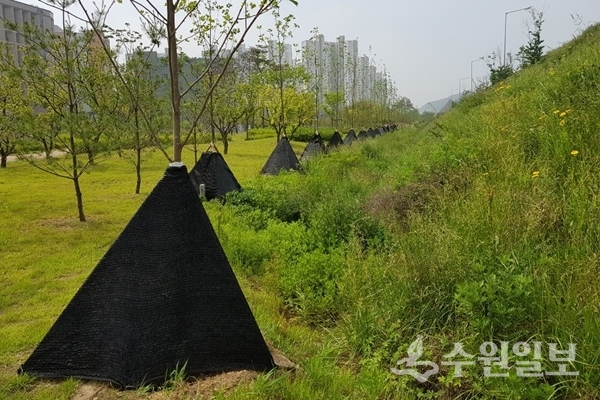 그늘막이 설치된 나무들.(사진=수원시)