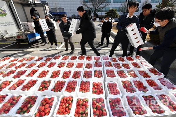 수원시 직원들이 18일 진천에서 온 딸기 상자를 내리고 있다.(사진=수원시)