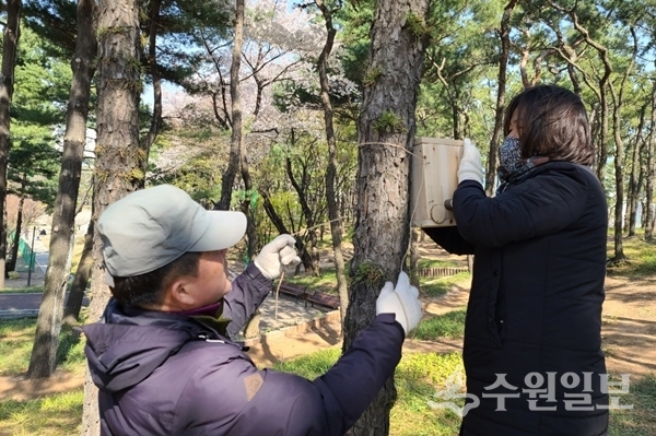 수원시 관계자들이 나무에 새 둥지를 설치하고 있다.(사진=수원시)