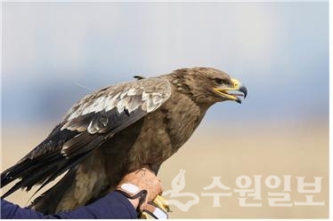 자연 복귀 직전의 초원수리.(사진=경기도)