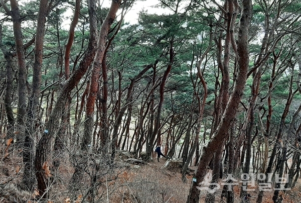 팔달산 소나무 숲.(사진=수원시)