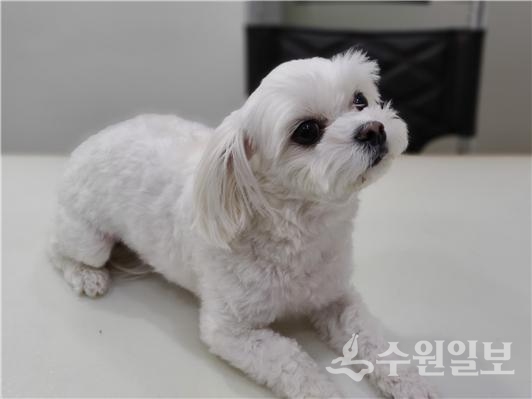 팔달구가 동물등록제 비용을 지원한다.(사진=팔달구)