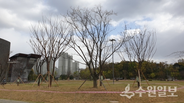광교호수공원 재미난밭에 도시숲으로 식재된 느티나무.(사진=수원시)