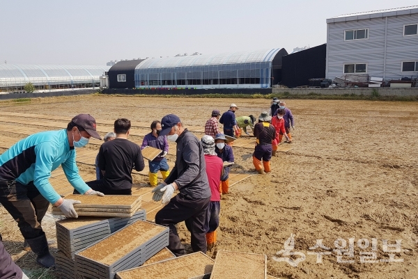 ‘2020년도 예비 못자리 설치 행사’ 참가자들이 권선구 입북동 농지에서 못자리 작업을 하고 있다.(사진=수원시)
