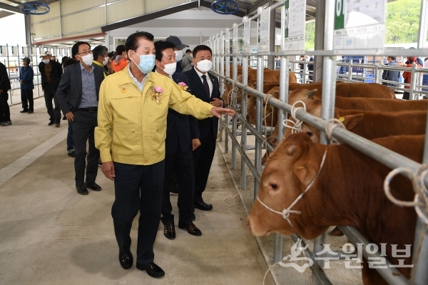 유천호 강화군수가 가축경매시장을 둘러보고 있다.(사진=강화군)