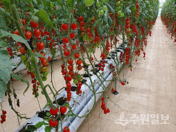 강화섬토마토.(사진=강화군)