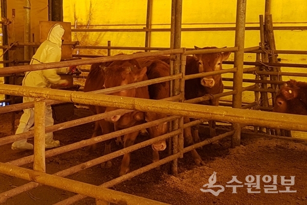 강화군 관계자가 소를 대상으로 구제역 예방접종을하고 있다.(사진=강화군)