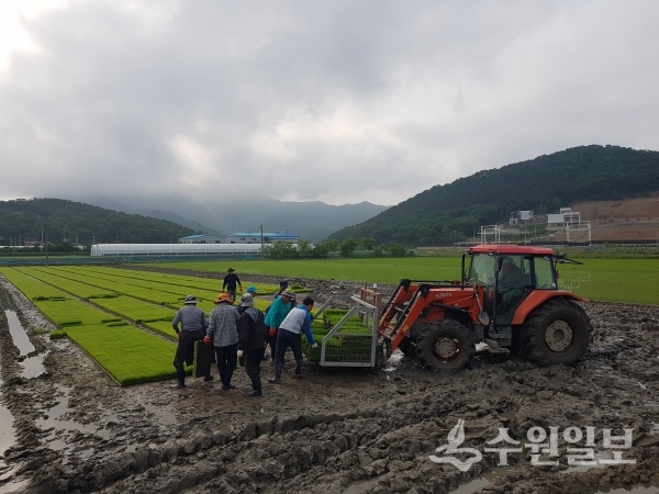강화군 관계자들이 예비모를 공급하고 있다.(사진=강화군)