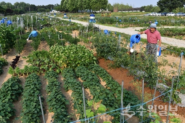 탑동시민농장을 분양받은 시민이 농작물을 경작하고 있는 모습.(사진=수원시)