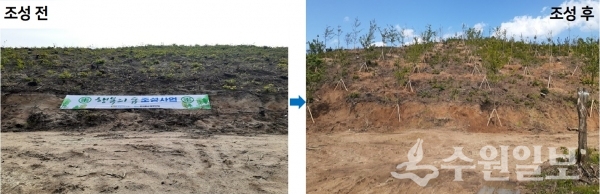 산불로 민둥산이 됐던 속초시 공유림(왼쪽)에 수원시가 지난 5월 소나무 등을 식재해 조성한 속초 행복의 숲(오른쪽).(사진=수원시)
