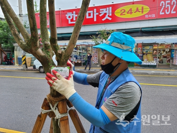 수원가로수정원사봉사단 단원이 배롱나무 표찰을 달고 있다.(사진=수원시)