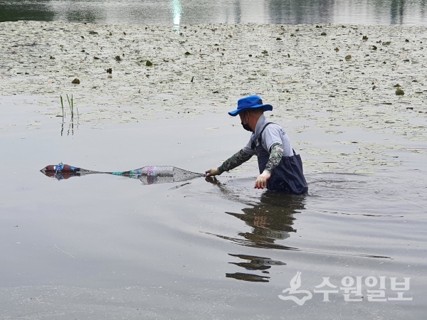 붉은귀거북포획단이 수원시 내 저수지에서 그물망을 이용해 포획 작업을 하고 있다.(사진=수원시)