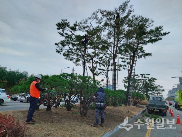 권선구 관계자들이 소나무 전지작업을 하고 있다.(사진=권선구)