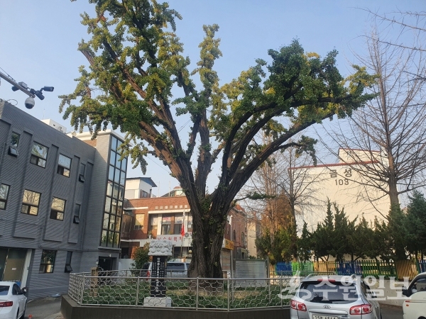 수원 2호 보호수.(사진=수원시)