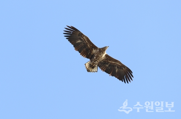 흰꼬리수리.(사진=의왕도시공사)