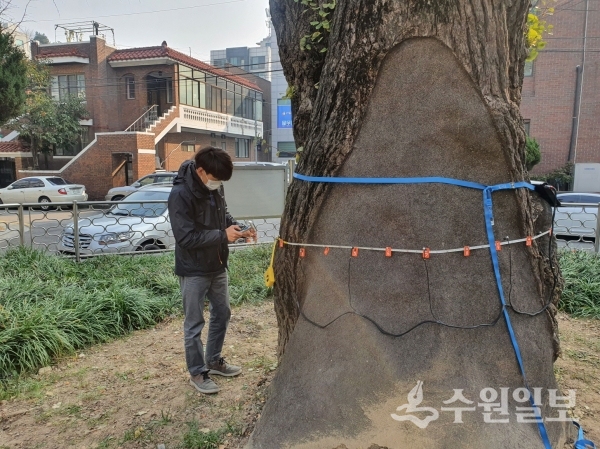 수목 진료 전문가가 나무단층촬영기로 수원-2호 보호수인 권선동 은행나무를 검사하고 있다.(사진=수원시)