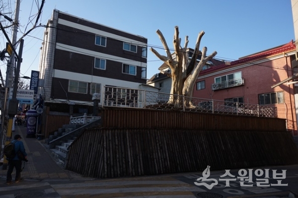 고사한 매탄동 느티나무. (사진=필자 김우영)