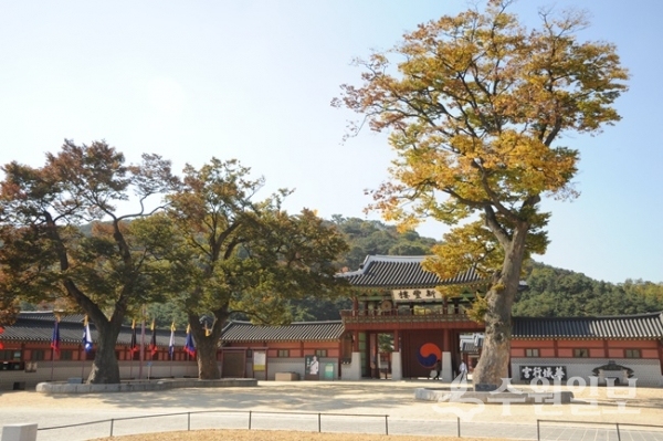 2006년 행궁앞 느티나무.(사진-=필자)
