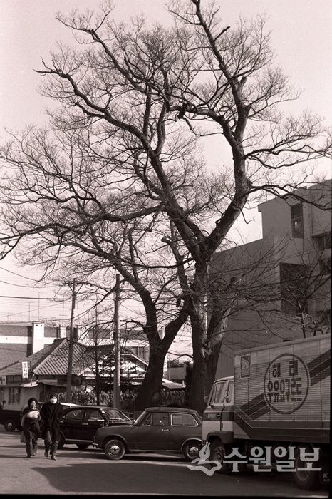 1977년 경기도립병원 입구 경기도여성회관옆 느티나무. (사진=이용창 사진작가)