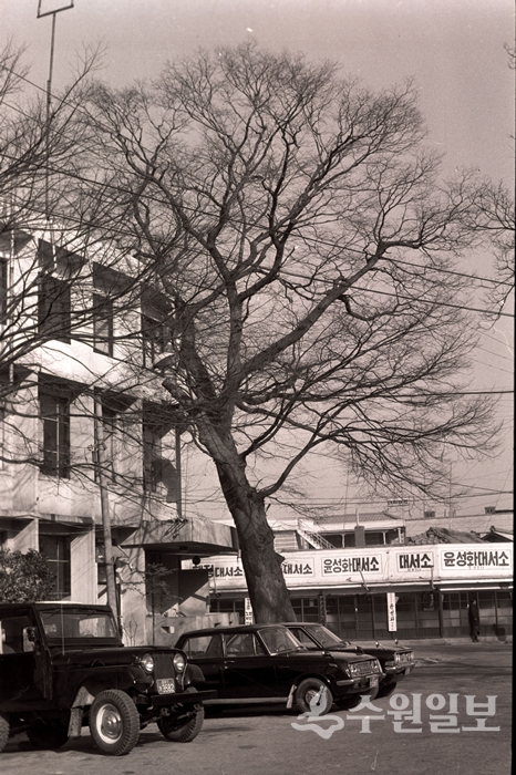 1977년 당시 수원경찰서앞의 느티나무.(사진=이용창 사진작가)
