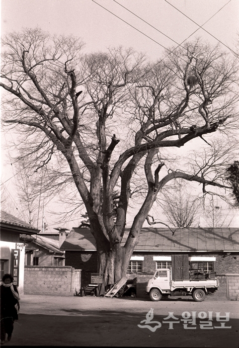 1977년 수원경찰서 안마당 느티나무. (사진=이용창 사진작가)
