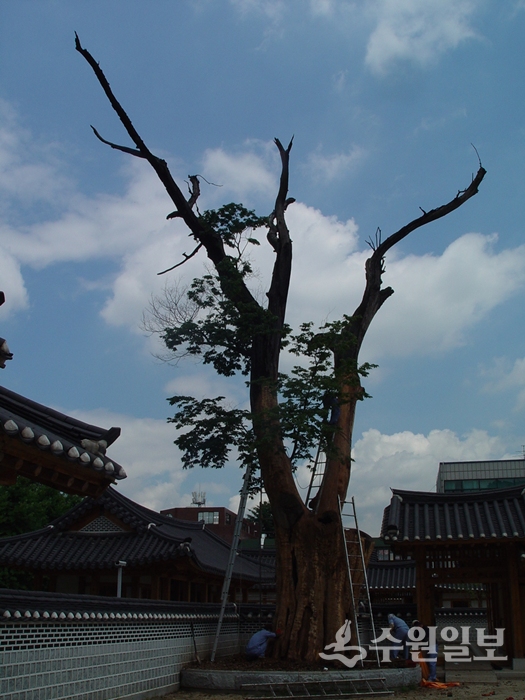 행궁안 느티나무 방부처리 작업전 모습.(사진=필자)