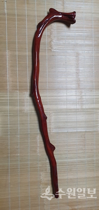 행궁안 느티나무 가지로 만든 지팡이. (사진=필자)