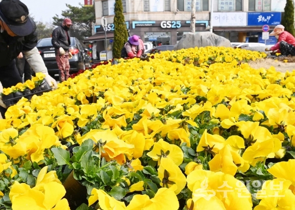 7일 남수원중학교 앞 교통섬에 심어지고 있는 꽃들.(사진=수원시)