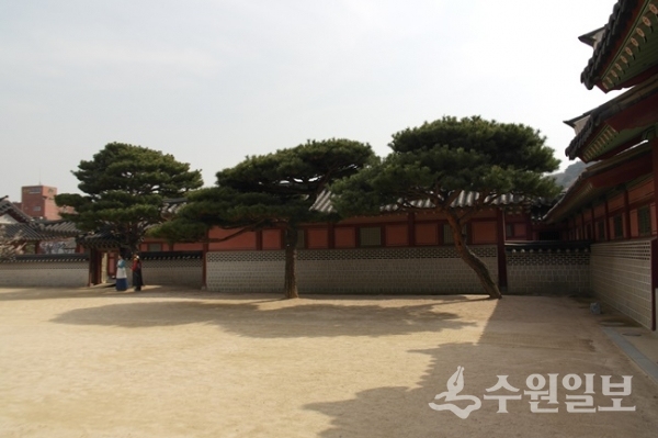 행궁안 마당의 소나무 모습. (사진=김충영 필자)
