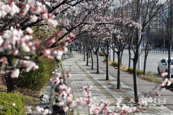 수원시 권선2동 공동주택단지 주변에 조성된 자전거도로에 봄을 알리는 꽃이 만개했다.(사진=수원시)