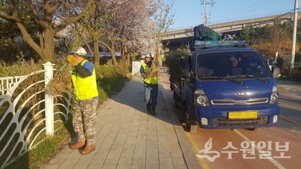 수원시 장안구 작업반원들이 광교마루길에 장미를 심고 있다. (사진=장안구)