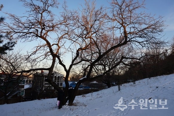 지난 겨울 처음 찾아갔을 당시의 뽕나무 중 한그루. 나무 옆에 선 김충영 박사와 이용창 사진가와 비교해 보면 얼마나 거대한 나무인가를 알 수 있다. (사진=김우영 필자 )