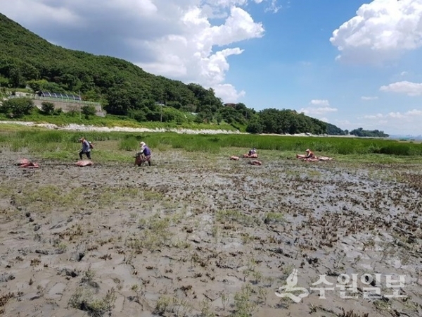 강화군 주민들이 갯벌에서 갯끈풀 제거작업을 하고 있다. (사진=강화군)